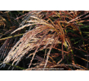 MISCANTHUS sinensis 'Kaskade' MISCANTHUS sinensis 'Kaskade'