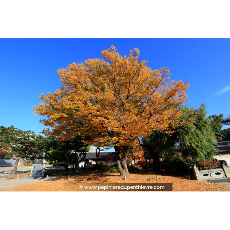 ZELKOVA serrata