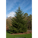 ABIES nordmanniana