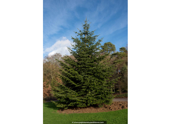 ABIES nordmanniana