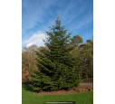 ABIES nordmanniana ABIES nordmanniana