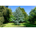 CEDRUS atlantica 'Glauca' CEDRUS atlantica 'Glauca'