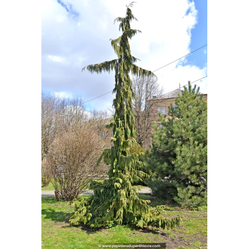 CHAMAECYPARIS nootkatensis 'Pendula'