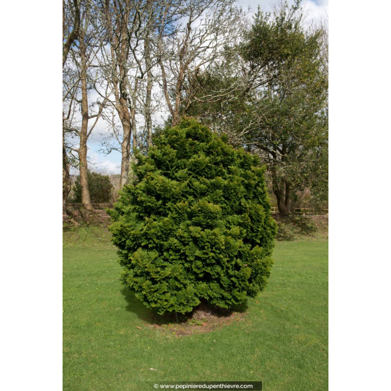 CHAMAECYPARIS obtusa 'Nana Gracilis'