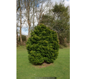 CHAMAECYPARIS obtusa 'Nana Gracilis' CHAMAECYPARIS obtusa 'Nana Gracilis'