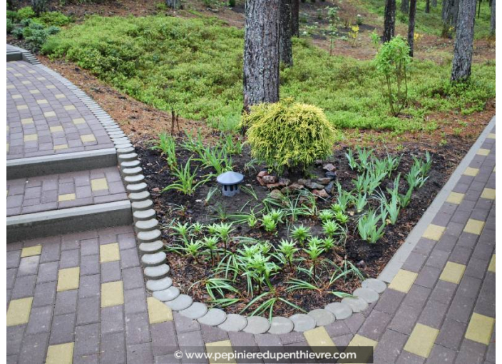 CHAMAECYPARIS pisifera 'Filifera Aurea'