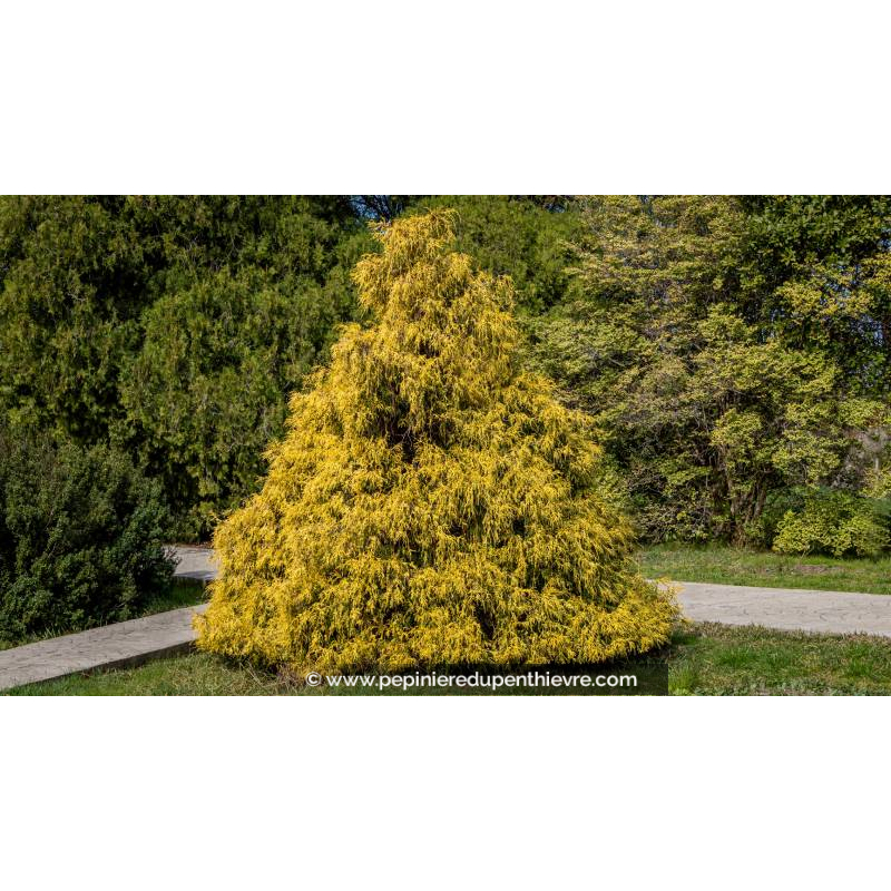 CHAMAECYPARIS pisifera 'Filifera Aurea'