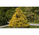 CHAMAECYPARIS pisifera 'Filifera Aurea'
