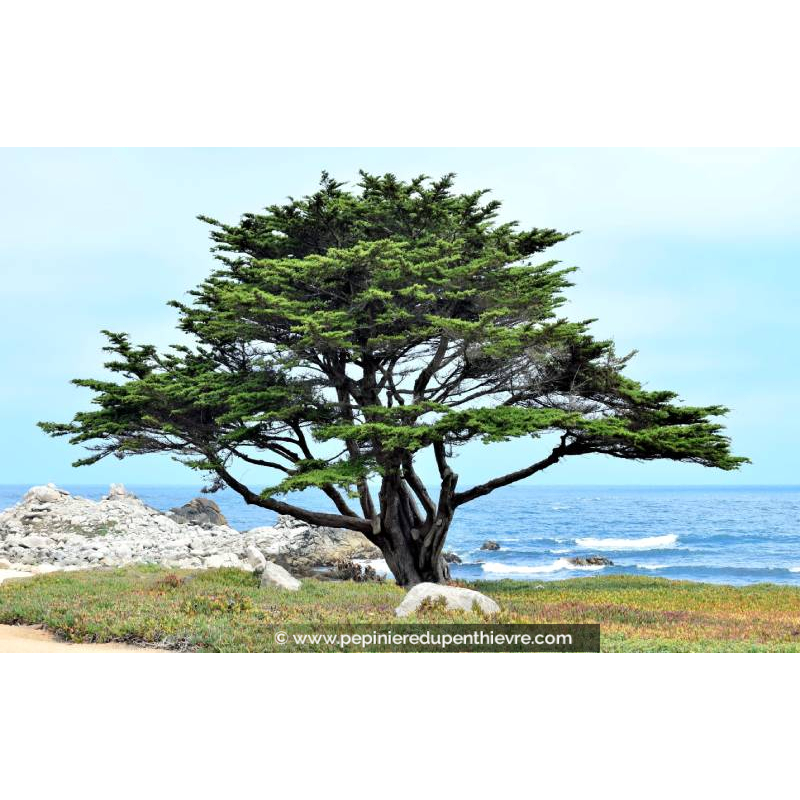 CUPRESSUS macrocarpa