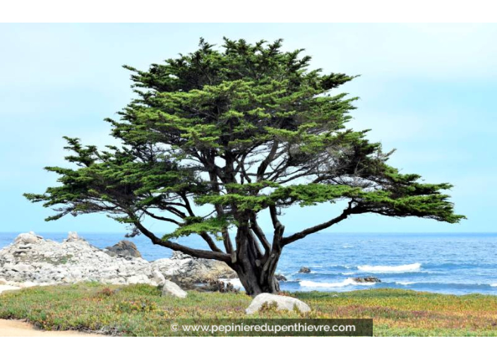 CUPRESSUS macrocarpa