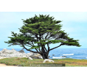CUPRESSUS macrocarpa CUPRESSUS macrocarpa
