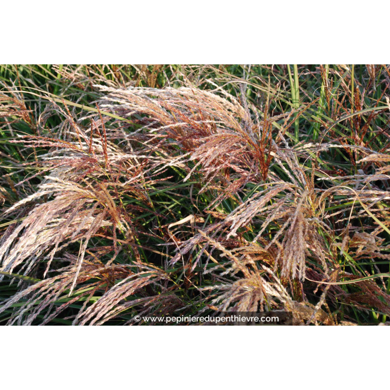 MISCANTHUS sinensis 'Kaskade'