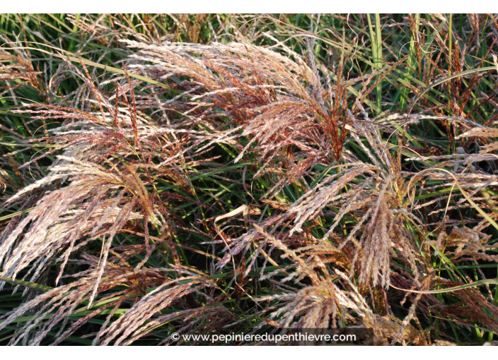 MISCANTHUS sinensis 'Kaskade'