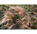 MISCANTHUS sinensis 'Kaskade' MISCANTHUS sinensis 'Kaskade'