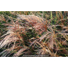 MISCANTHUS sinensis \'Kaskade\'