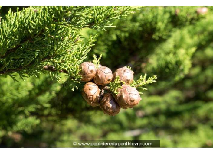 CUPRESSUS macrocarpa CUPRESSUS macrocarpa