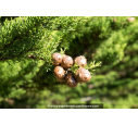 CUPRESSUS macrocarpa CUPRESSUS macrocarpa