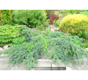 JUNIPERUS squamata 'Blue Carpet'