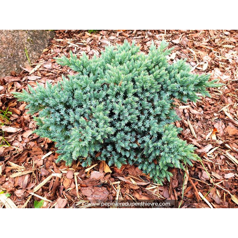 JUNIPERUS squamata 'Blue Star'