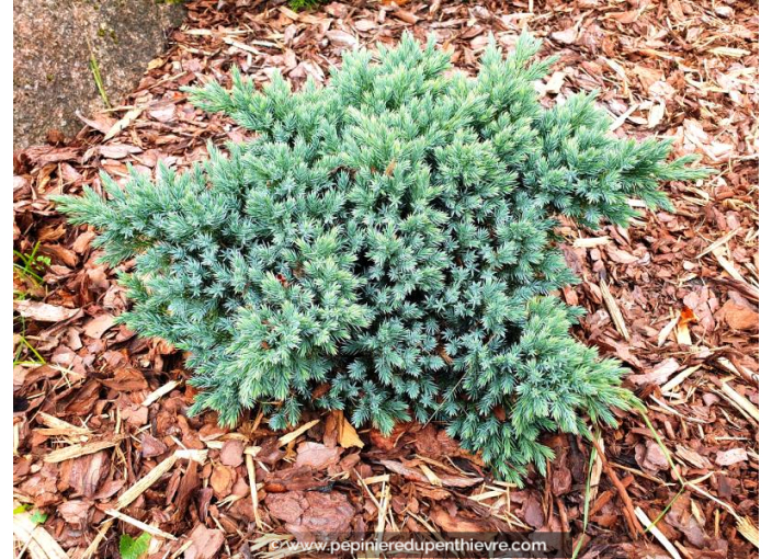 JUNIPERUS squamata 'Blue Star'