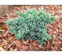 JUNIPERUS squamata 'Blue Star' JUNIPERUS squamata 'Blue Star'