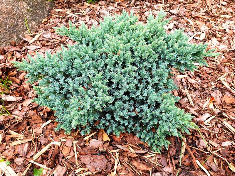 JUNIPERUS squamata 'Blue Star', conifère nain Pépinière du Penthièvre — free download