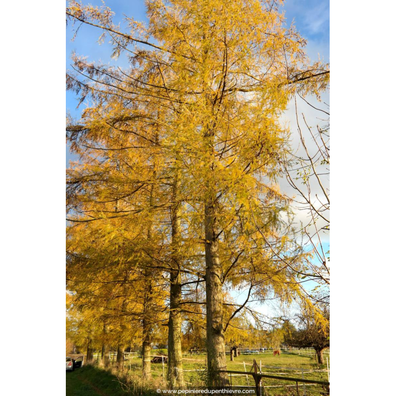LARIX decidua