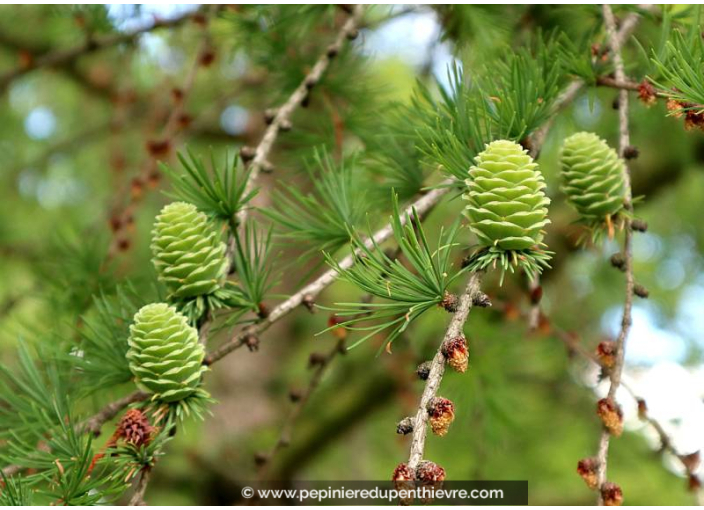 LARIX decidua