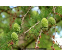 LARIX decidua