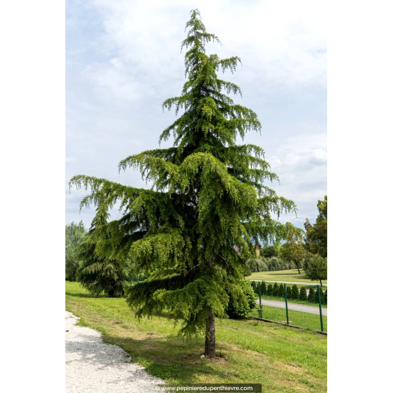 CEDRUS deodara, Cèdre de l’Himalaya, persistant Pépinière du — free download