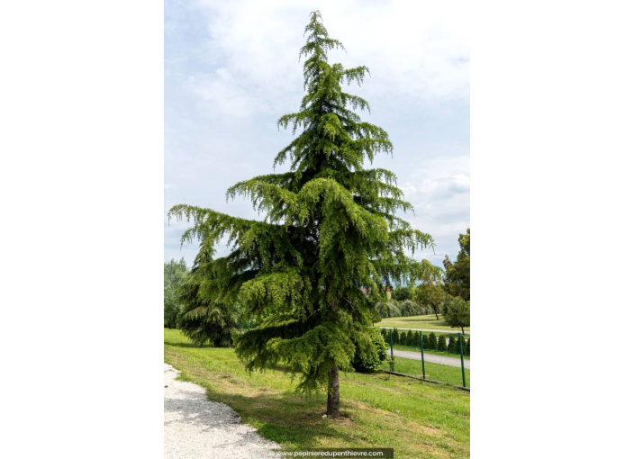 CEDRUS deodara