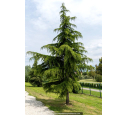 CEDRUS deodara