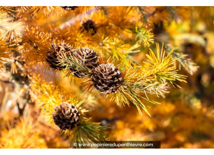 LARIX kaempferi
