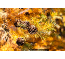 LARIX kaempferi