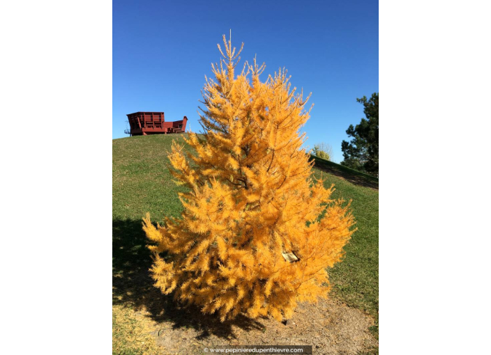 LARIX kaempferi