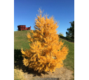 LARIX kaempferi