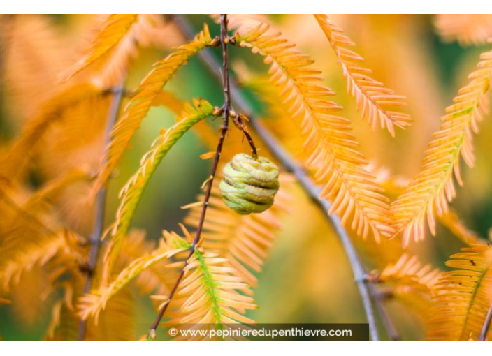 METASEQUOIA glyptostroboides