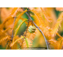 METASEQUOIA glyptostroboides