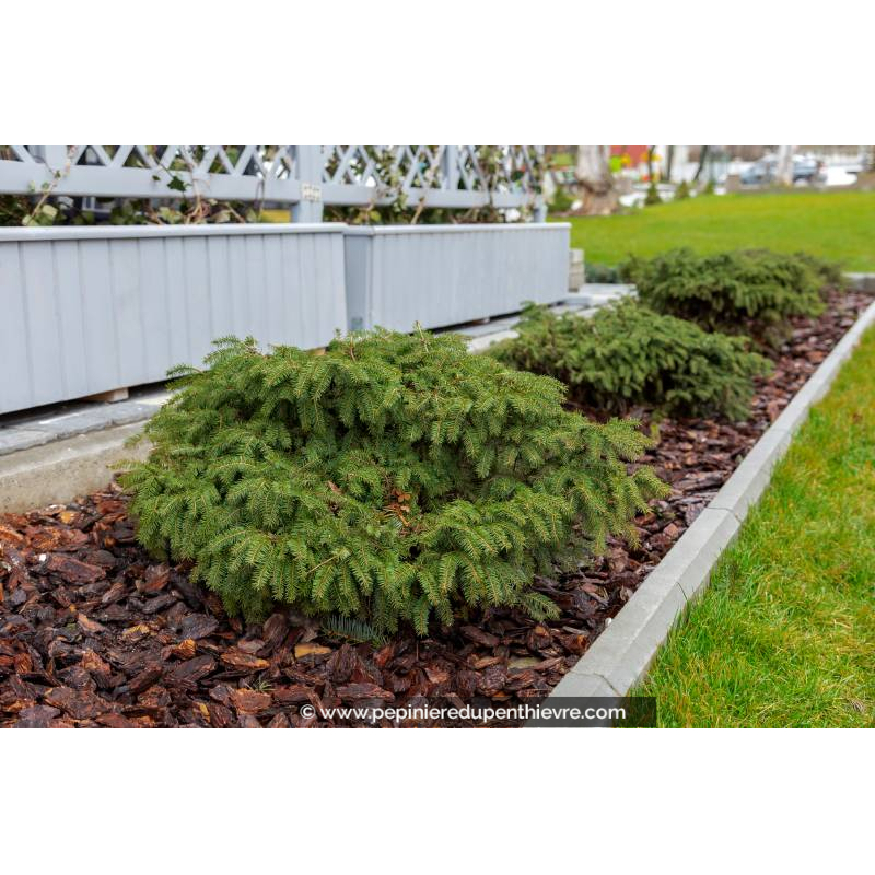 PICEA abies 'Nidiformis'