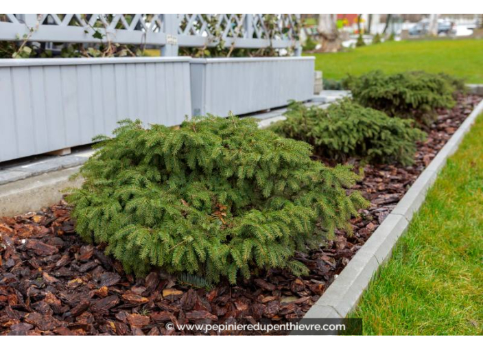 PICEA abies 'Nidiformis'