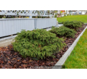 PICEA abies 'Nidiformis'