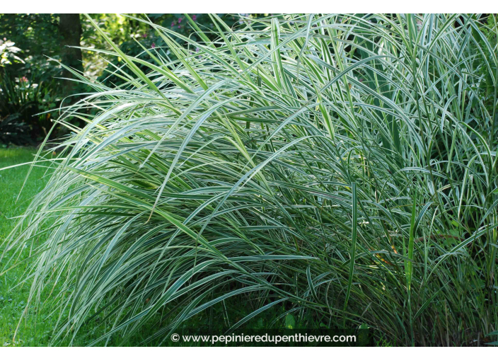 MISCANTHUS sinensis 'Variegatus'