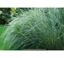 MISCANTHUS sinensis 'Variegatus'