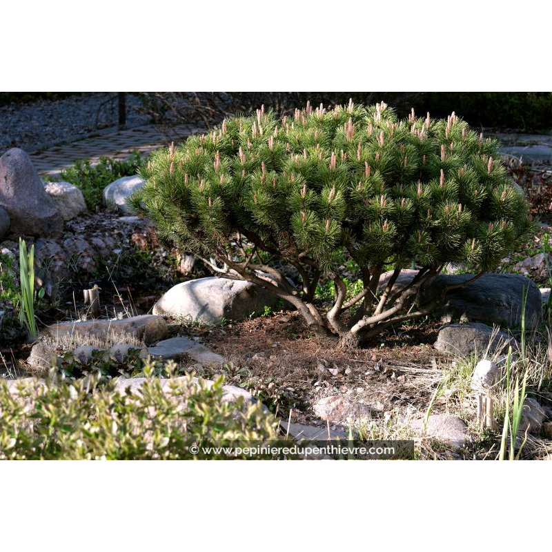 PINUS mugo 'Mops'