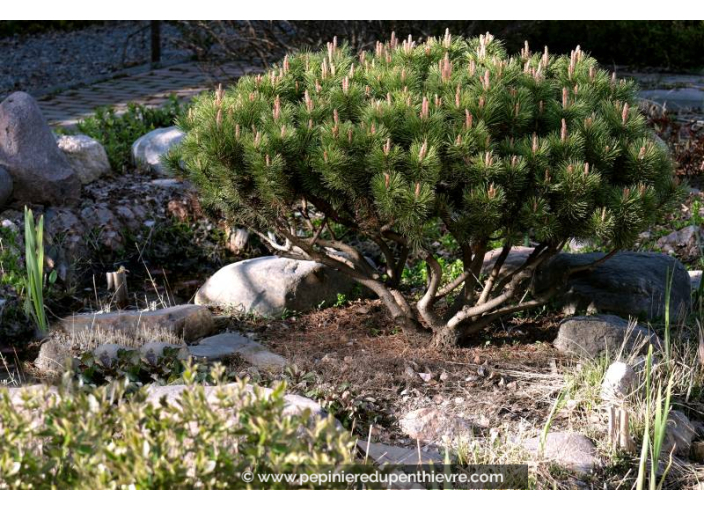 PINUS mugo 'Mops'