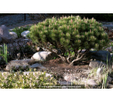 PINUS mugo 'Mops' PINUS mugo 'Mops'