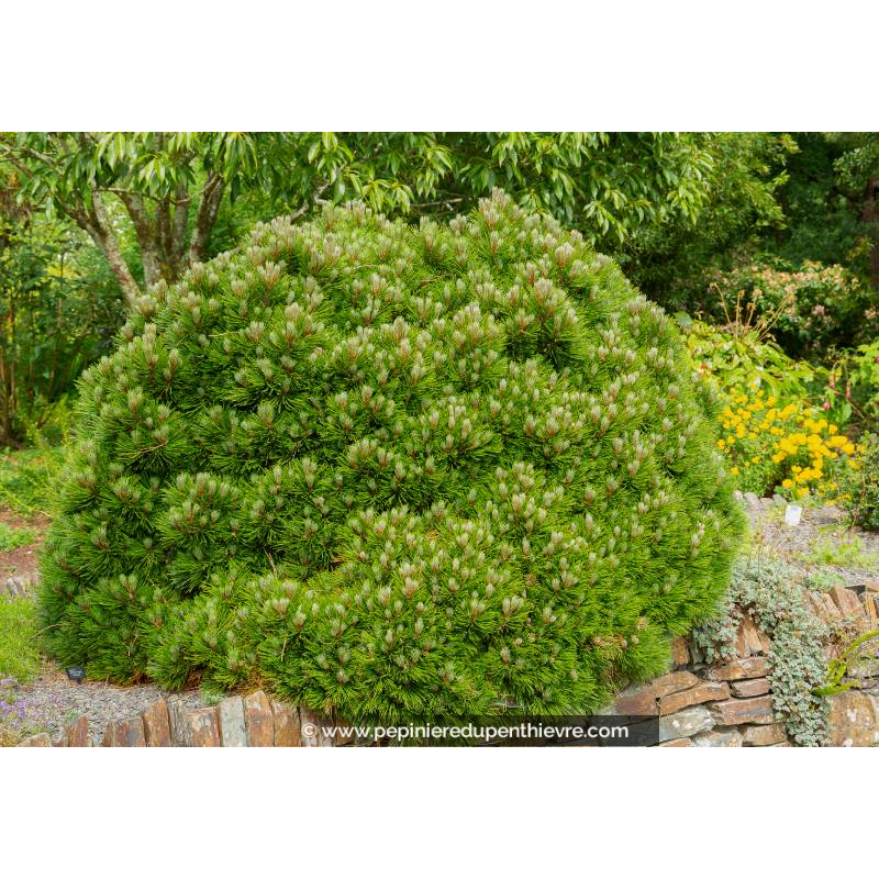 PINUS mugo 'Mughus'