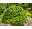 PINUS mugo 'Mughus' PINUS mugo 'Mughus'