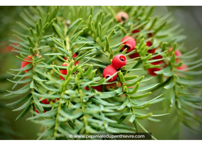 TAXUS baccata