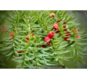 TAXUS baccata